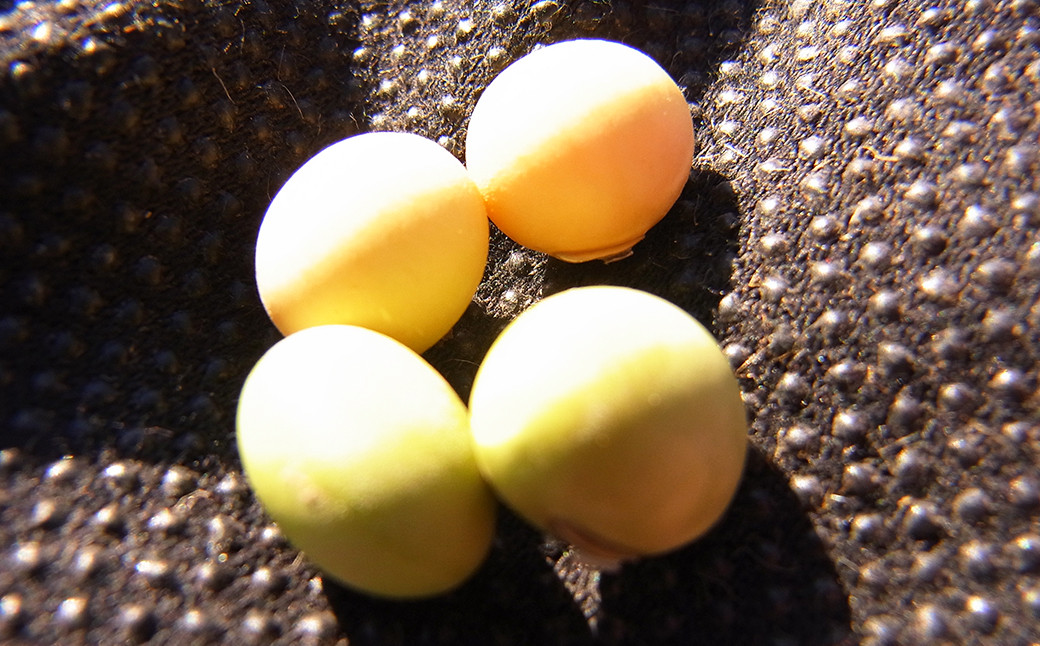 収穫した大豆は均等配分され、味噌や豆腐作り体験にもチャレンジできます！（体験費用は別途負担）