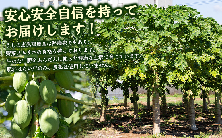 野菜ソムリエが育てた青パパイヤ ２玉 mj-0017