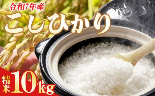令和7年産 よこたファームのコシヒカリ （ 精米 ）10kg 【 米 ライス 白米 精米 こしひかり 10kg 茨城県産 こだわり こめ コメ お米 2025年産 おこめ R7 ご飯 ごはん 数量 限定 白飯 茨城県 つくば市 】