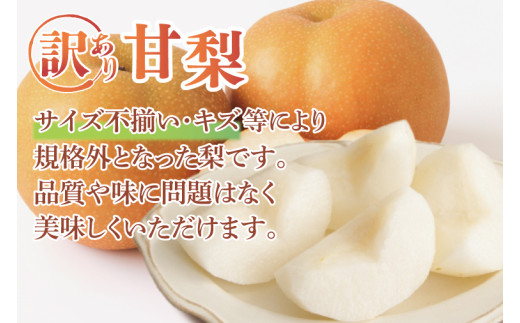 【8月中旬より発送】【数量限定】訳あり 甘梨（なし） 約3㎏（茨城県共通返礼品／かすみがうら市）【果物 くだもの フルーツ 梨 ナシ なし 採れたて 新鮮 完熟 わけあり 期間限定 産地直送 茨城県 