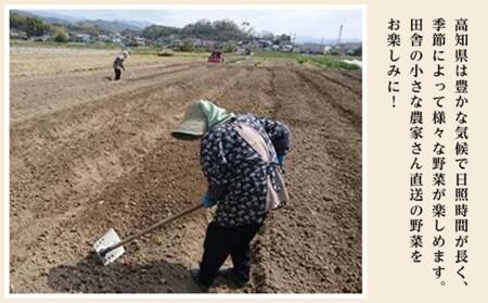 【産地直送新鮮野菜】　高知県産　南国土佐の季節の野菜詰め合せセット【野菜セット】