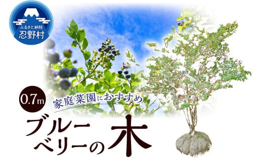 植木　ブルーベリーの木　株立ち　0.7ｍ