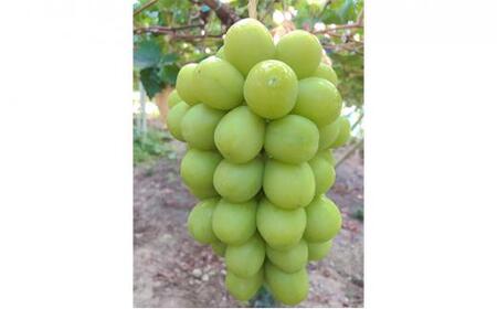 ぶどう 2024年 先行予約 農家こだわりの シャイン マスカット & ニュー ピオーネ 2房 合計約1.2kg 贈答クラス ブドウ 葡萄  岡山市産 国産 フルーツ 果物 ギフト 【 Nini fa