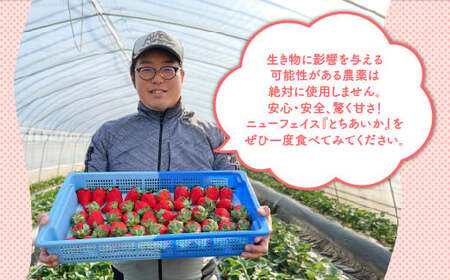 【先行予約】【数量限定】とちあいか 290g×6パック｜いちご イチゴ 苺 先行予約 栃木県 果物 くだもの フルーツ とちあいか 新鮮 贈答 ギフト 食べ比べ 真空パック ※2026年11月～発送