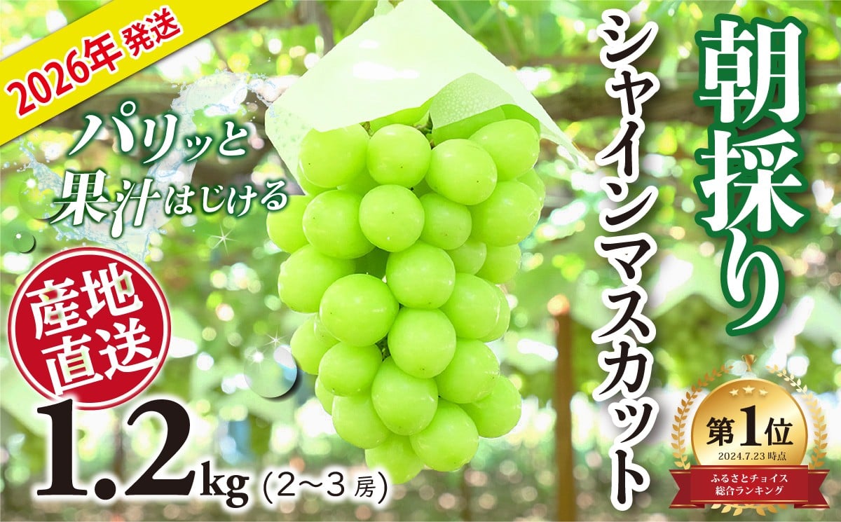 先行予約 産地直送厳選シャインマスカット 1.2㎏(2～3房)