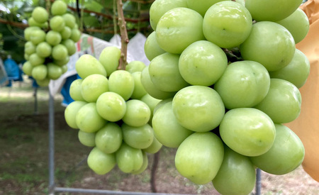 お酢 果実酢 ハニーフルーツビネガー シャインマスカット果実酢 国産ハチミツ使用 300ml×2本 合計600ml 清水果樹園