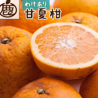 ふるさと納税 由良町 家庭用 甘夏柑10kg+250g(傷み補償分)【初夏のみかん・旬の果物】【有田産】【光センサー選果】