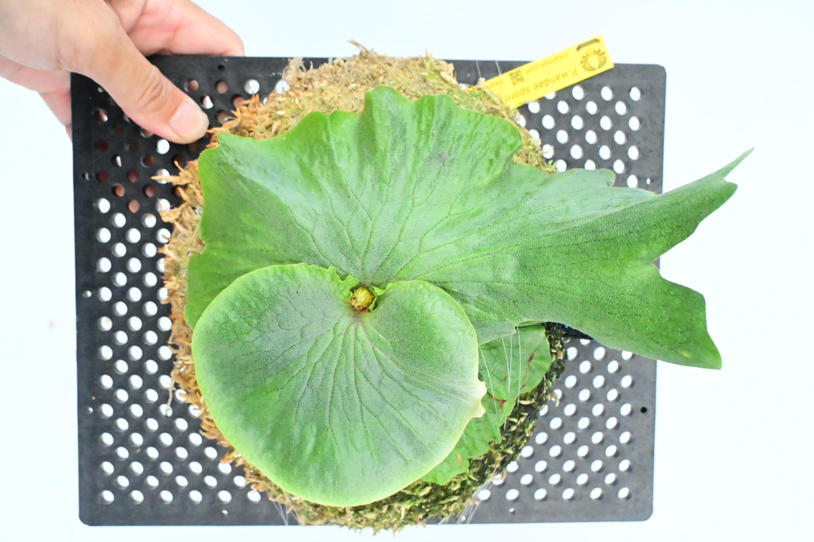 【ふるさと納税】ビカクシダ　ワンダエ琉球松板付け（壁掛け用）