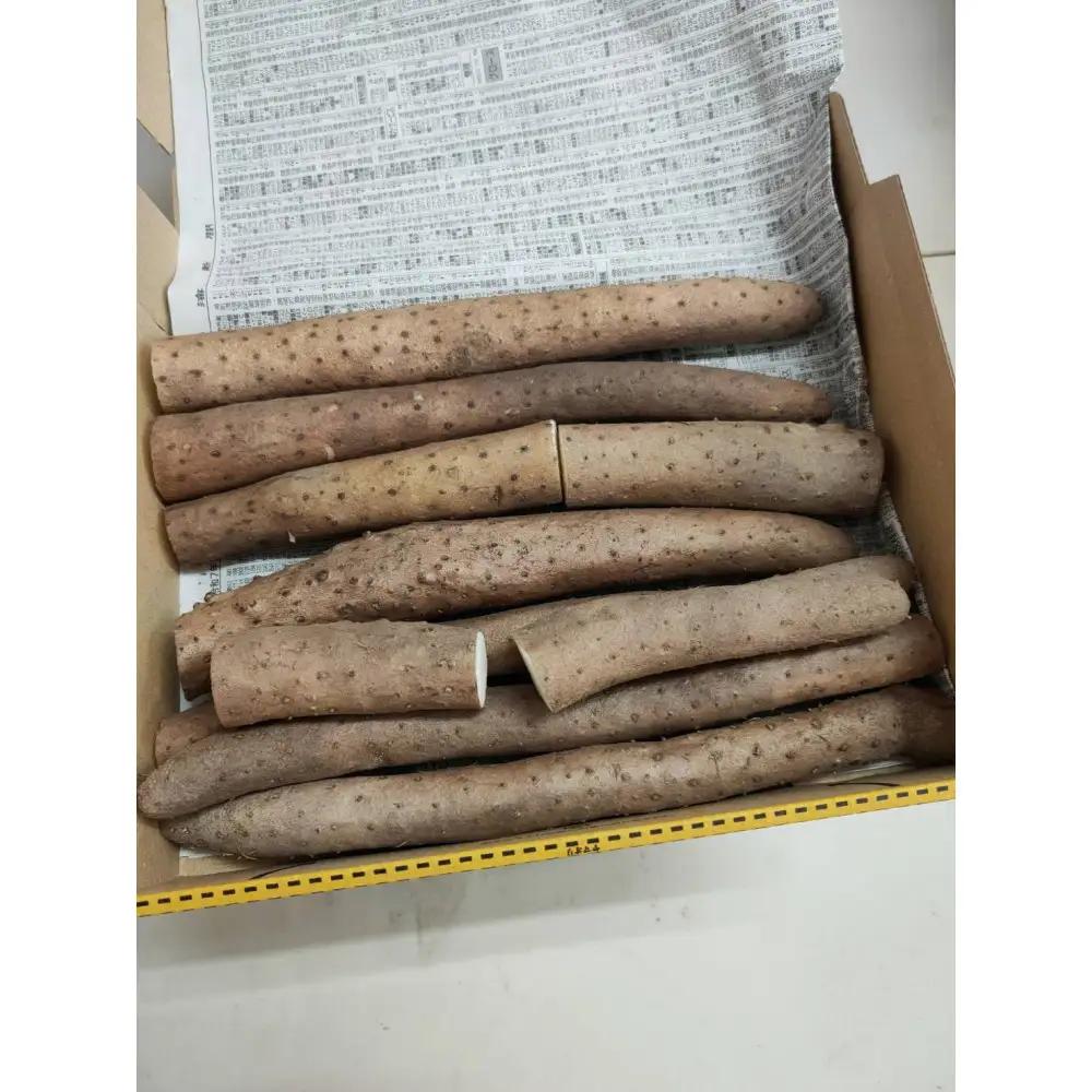 【訳あり】砂丘ながいも 1kg | 長芋