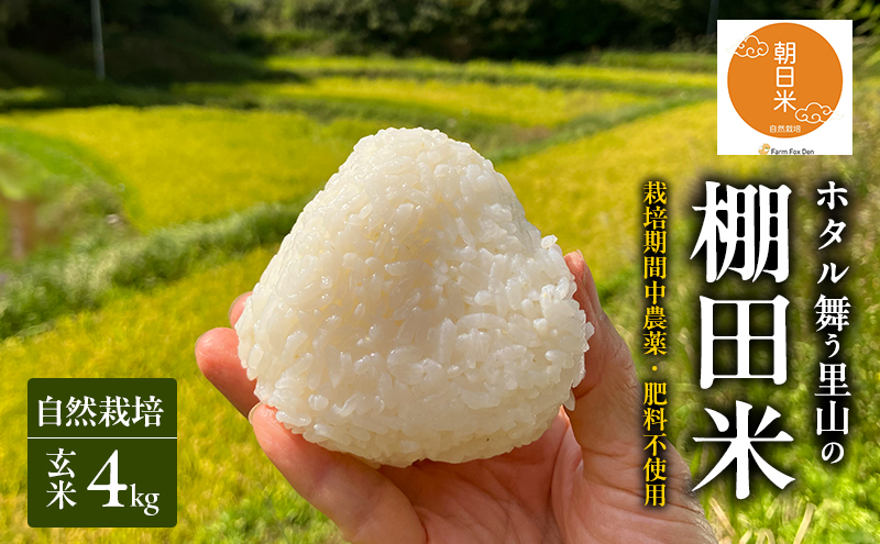 先行受付 自然栽培 農薬不使用 肥料不使用 ホタル舞う里山の棚田米 玄米4kg 令和8年産 朝日2kg×2袋