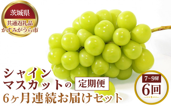 
            【先行予約】シャインマスカットの6ヶ月連続お届けセット　7～9房×6回【茨城県共通返礼品 かすみがうら市】 ／ 果物 葡萄 ぶどう 茨城県 No.660 
          