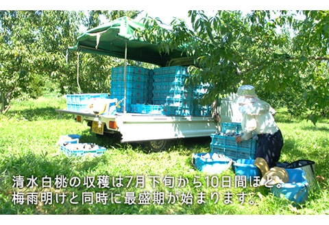 岡山県産「清水白桃」約1.3kg（5～6玉）