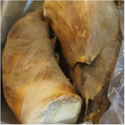 ふるさと納税 京都府 【先行予約・期間限定】2026年産　京たけのこ 約2kg 2〜6本 ( 贈答用向き) |  | 01