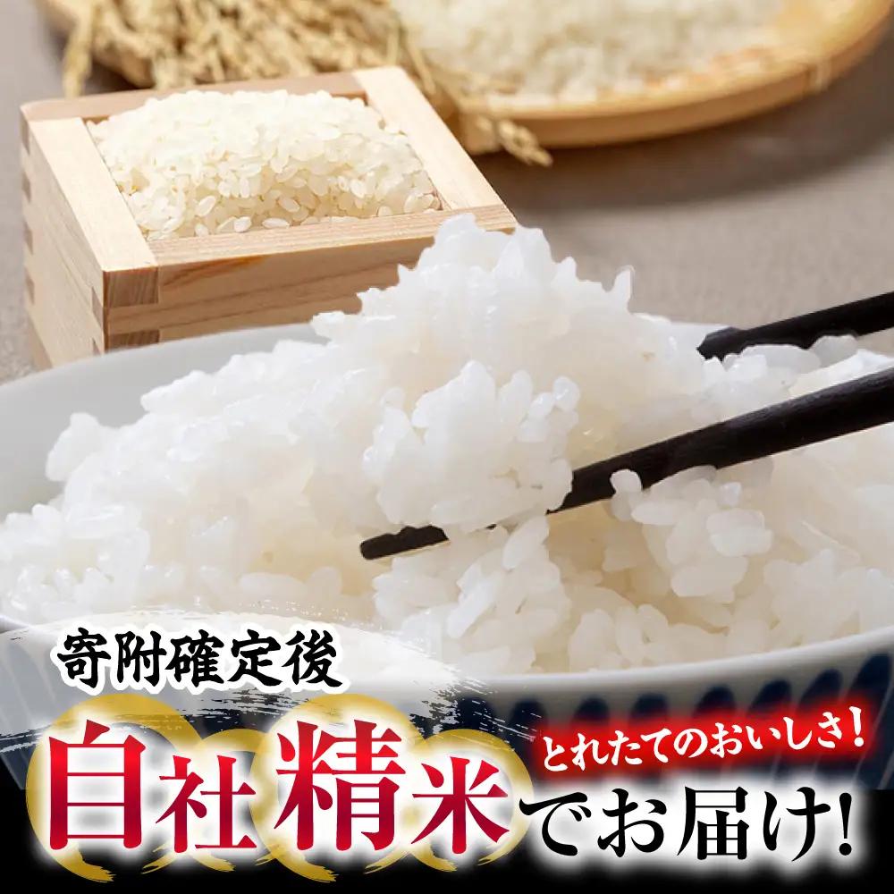 【全2回定期便】 米 盆地そだちこしひかり 5kg[APBM028]米