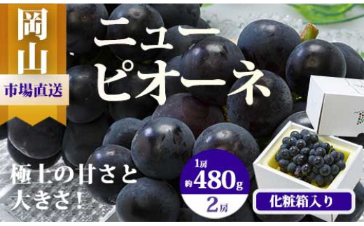 
BS-18　【令和7年発送・先行予約】岡山県産　ニューピオーネ（1房480g以上）2房（約1kg）　化粧箱入り
