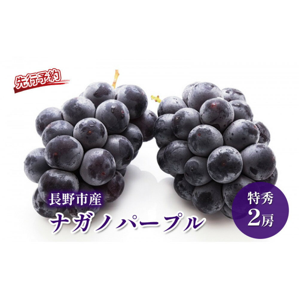 【ふるさと納税】長野市産 ナガノパープル 特秀 2房【2026年9月以降出荷分】（タマファーム） | 種なし フルーツ 果物 デザート