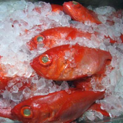 ふるさと納税 伊東市 国産金目鯛姿煮(600g×2尾) |  | 01