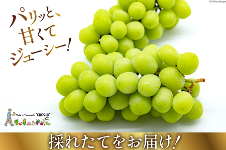 【期間限定発送】ぶどう 山梨県産 シャインマスカット1kg以上 2房  [株式会社えべし 山梨県 中央市 21470877] フルーツ 果物 くだもの ブドウ シャイン マスカット 葡萄 期間限定 季