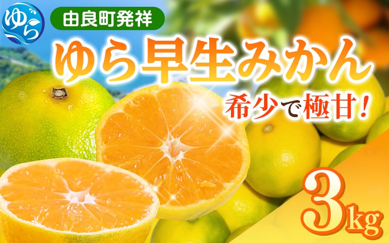 
            【先行予約】和歌山県産 ゆら早生みかん 3kg  ※2025年10月中旬頃より順次発送予定 / 和歌山県 柑橘 みかん 甘い 蜜柑 フルーツ 果物 くだもの 食品 人気  晩柑 おすすめ 送料無料 産地直送 由良町【kzmn003A】
          