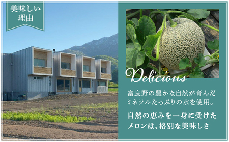 【2024年7月～発送】北海道 富良野市 青肉 メロン 1.6kg 1玉 フェリーチェ ふらの フルーツ 果物 ギフト 数量限定 (フラノプレゼンツ)