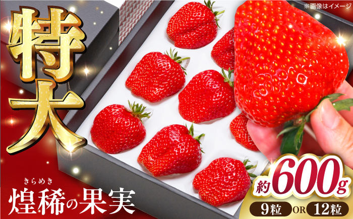 【先行予約】 煌稀の果実  特大 苺 約600g (9または12粒)  高知市春野町産 〈2027年1月中旬～2027年3月中旬頃発送〉 /  いちご イチゴ 果物 フルーツ 【森強のいちご農園】 [