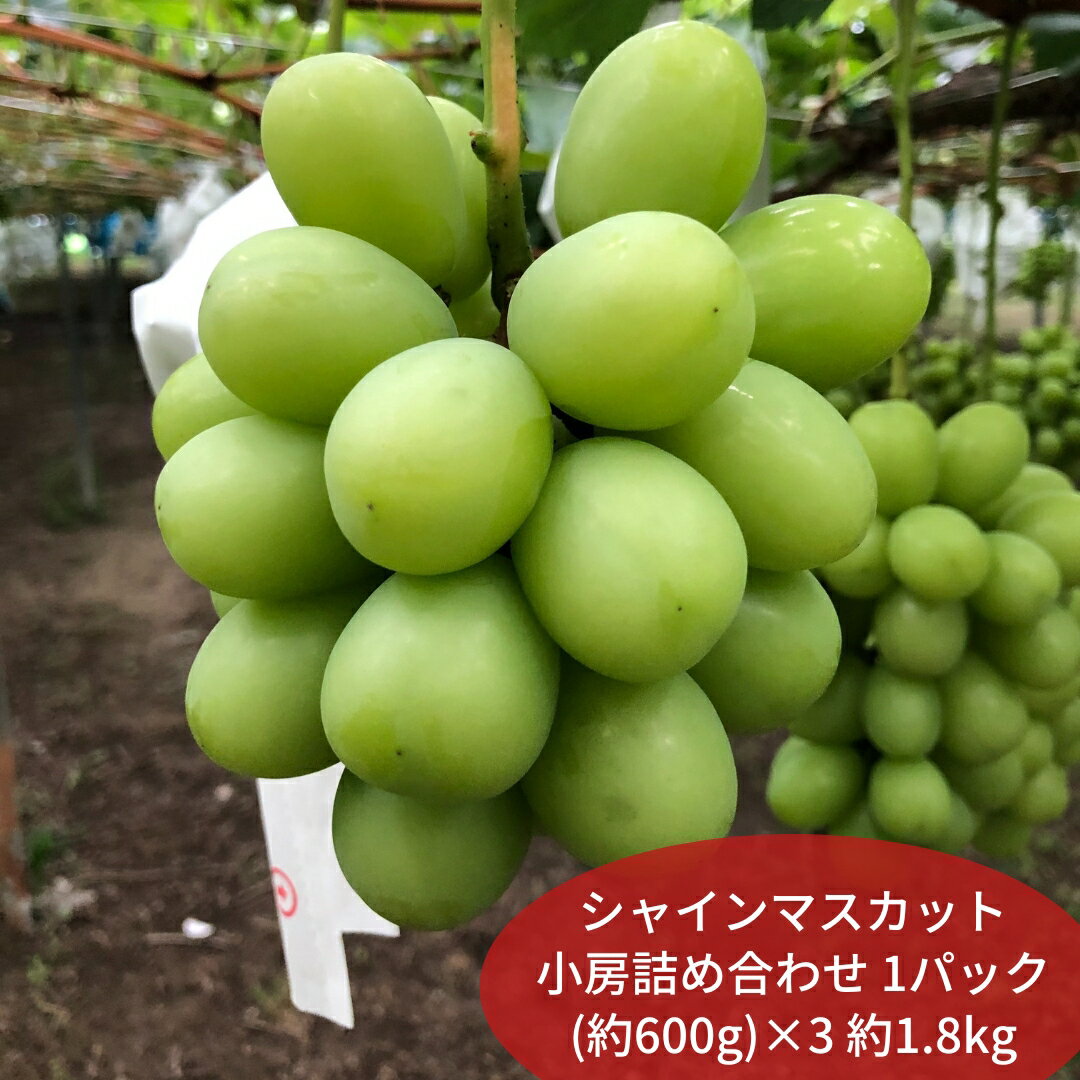 【ふるさと納税】 先行予約 シャインマスカット 小房詰め合わせパック 約600g×3 約1.8kg [2025年発送分] 令和7年産 シャインマスカット 新潟 三条 燕三条 果物 [こひなた果樹園] 【024S045】