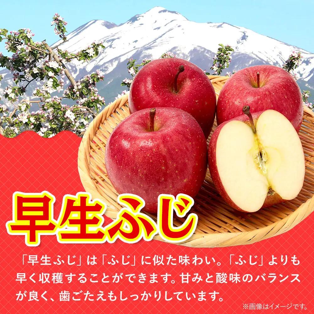 【26年9月発送】りんご 早生ふじ【贈答用】約3kg 青森県 弘前市