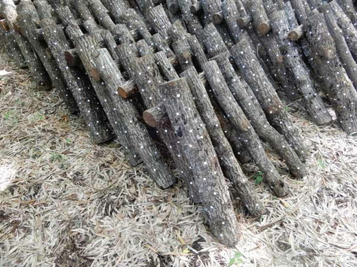 原木しいたけ栽培セット もっと美味しく、肉厚に BCEXL2 ※離島への配送不可 | きのこ 椎茸 しいたけ シイタケ 原木 栽培 キット 食物繊維 栄養 健康 食育 産地直送 茨城県 古河市 _DR