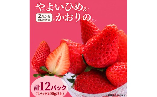 《2月から順次発送》 先行予約 訳あり いちご やよいひめ かおりの 2種セット 計12パック 苺 ストロベリー 果物 フルーツ ケーキ ゼリー ジュース アイス シャーベット チョコ フルーツサンド いちご大福 大福 洋菓子 和菓子 スイーツ デザート ジャム 不揃い 規格外 家庭用 甘い 人気 おすすめ お取り寄せ グルメ 徳島県 阿波市 Berry Mate Farm