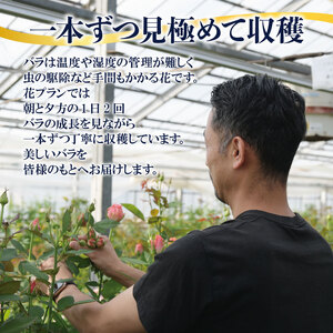 定期便 バラの花束 薔薇 花束 花束 花束 花束 花束 ブーケ G05_03