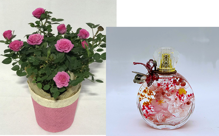 ミニバラ（コルダーナローズ）4号バスケット植とおしゃれな「香水瓶」ハーバリウムセット 植物 薔薇 　※2026年4月下旬～5月下旬頃に順次発送予定　※離島への配送不可