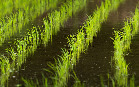 先行予約 新米 精米 10kg 5kg×2 令和6年産 2024年産 棚田米 雪きらり 尾花沢市中刈産 山形産 令和6年10月下旬一斉発送 ng-yksxx10