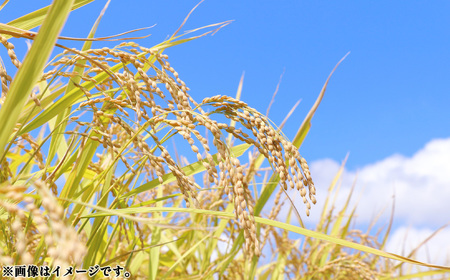 彩のきずな　5kg（精米）【JAさいたま】 ／ 令和7年産 新米 2025年産 米 精米 お米 5キロ ご飯 ブランド米 美味しい 粘り 甘み ふっくら 冷めてもおいしい 鴻巣市 No.570