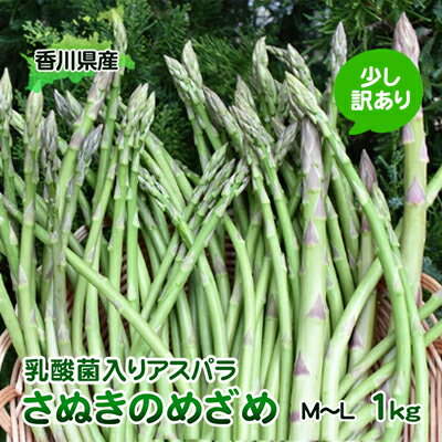 【ふるさと納税】令和6年産　はなまる農園の乳酸菌入りアスパラ「さぬきのめざめ」少し訳あり 1kg（M～L） 野菜セット 野菜 アスパラガス 　お届け：2025月2月中旬～10月下旬