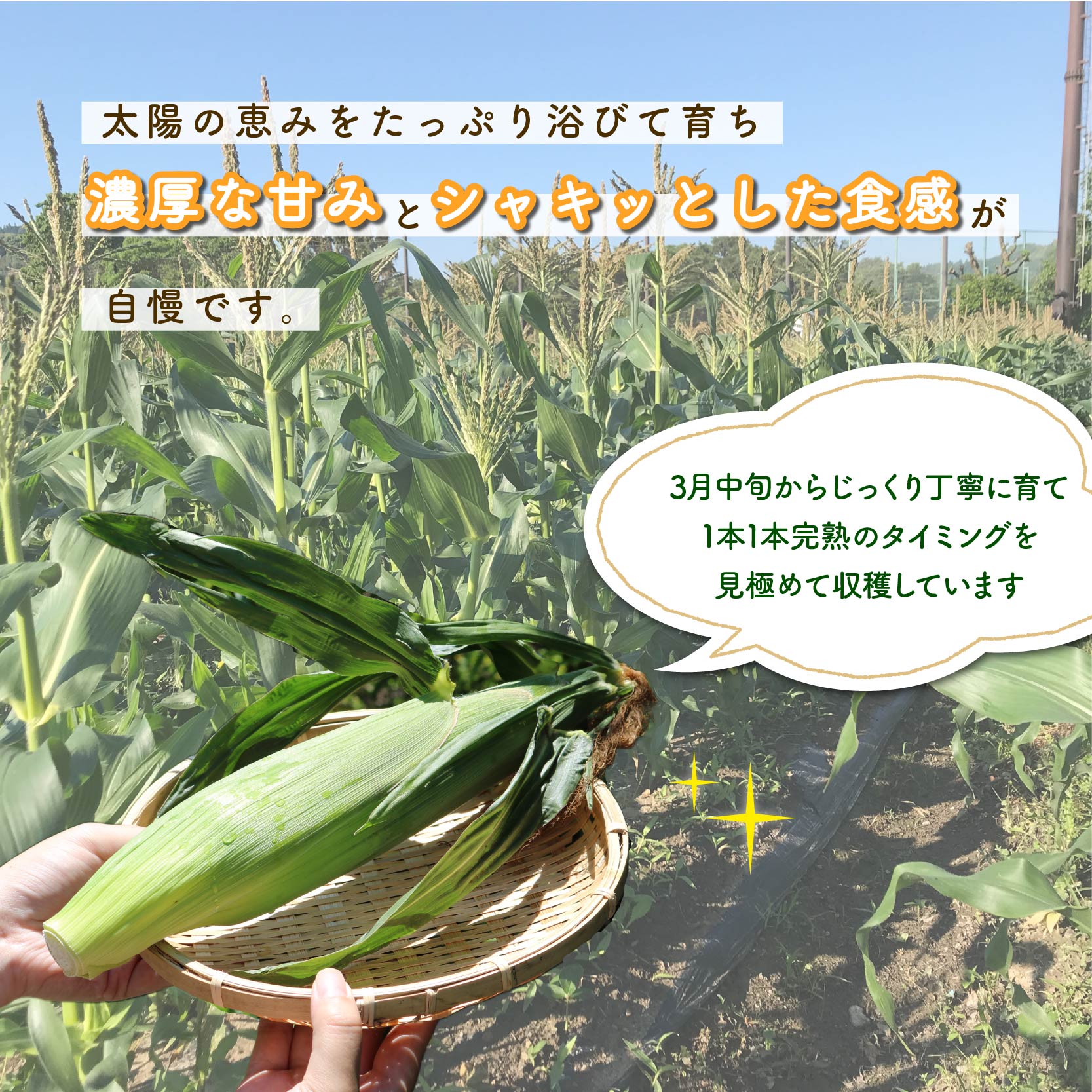 【先行予約】 【令和8年6月上旬頃より順次発送】 とうもろこし 6本入り ドルチェドリーム トウモロコシ さのさんち 野菜 夏野菜 旬 甘い 安心 安全 JGAP認証農場 静岡県 藤枝市