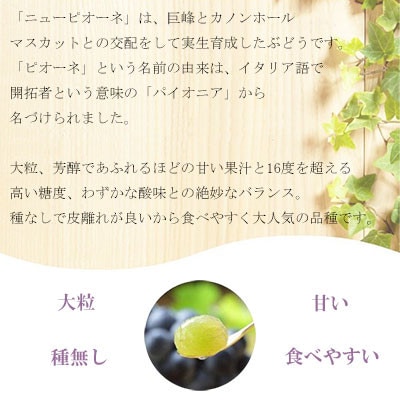 【2024年6月下旬より発送】岡山県産　ニューピオーネ　2kg(3房〜6房)【配送不可地域：離島・北海道・沖縄県】【1315170】