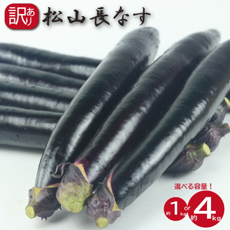 【ふるさと納税】 訳あり 松山長なす 約1kg または 約4kg | 夏野菜 茄子 わけあり ナス 長なす ワケアリ 長ナス 野菜 国産 国内産 新鮮 常温発送 愛媛県 松山市