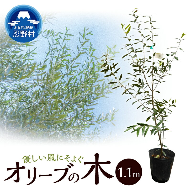 【ふるさと納税】オリーブ 観葉植物 植物 樹木 ガーデニング インテリア 植木 苗 庭木 送料無料 山梨県 忍野村