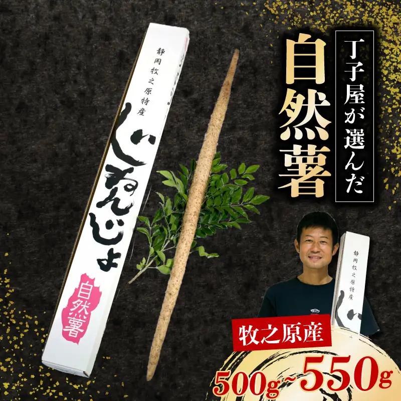 【R8年12月上旬からの発送】 自然薯  500ｇ～550ｇ丁子屋が選んだ 自然薯