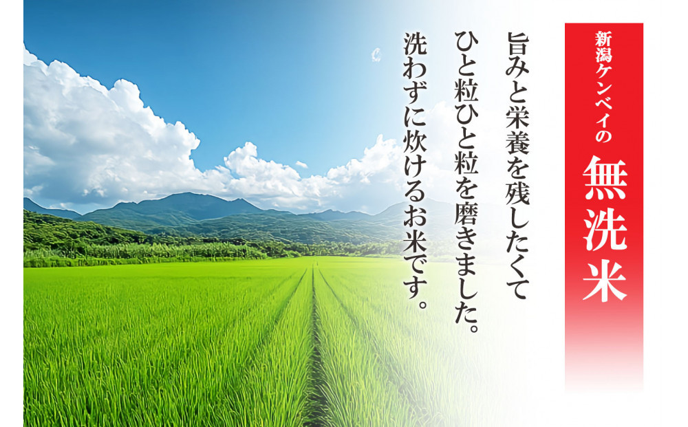 無洗米 新潟産 新之助5kg 令和6年産 精米
