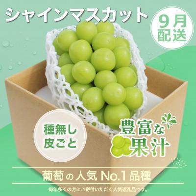 ふるさと納税 笛吹市 【発送月固定定期便】2026年発送 黒葡萄 シャインマスカット全2回 |  | 02