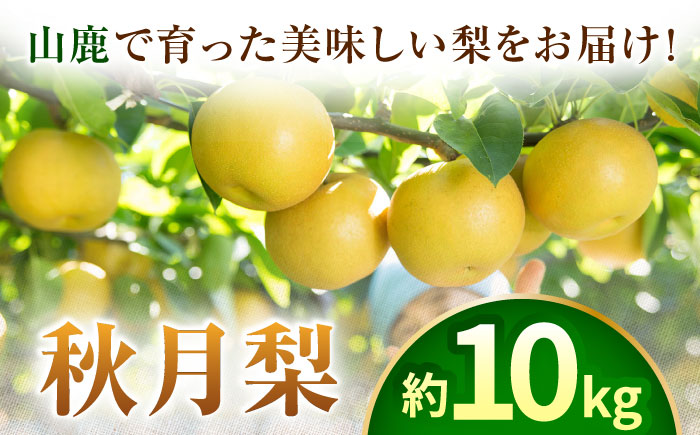 【先行予約】【数量限定】秋月梨　約10kg 【日本フルーツ株式会社】 [ZFJ016]