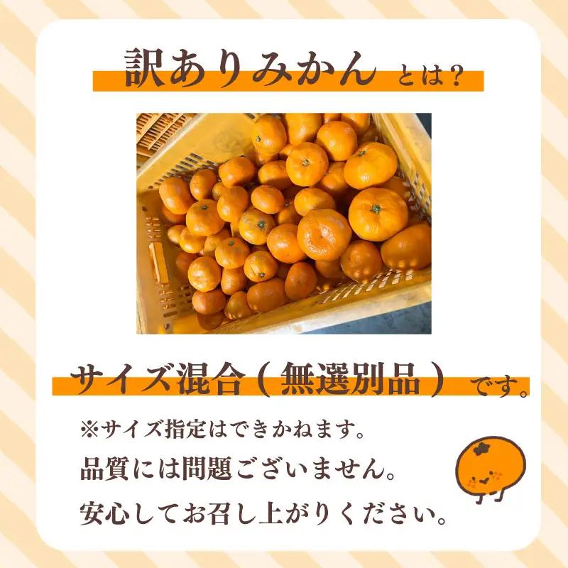 【訳あり】早生みかん 5kg 興津 minorien 静岡 牧之原