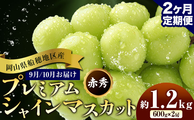 ぶどう 岡山県船穂地区産 プレミアム シャインマスカット 晴王 赤秀 1.2kg 2房 2ヶ月定期便 彩美菜果《9月上旬-10月末頃出荷》 マスカット 岡山県 浅口市 フルーツ 果物 贈り物 国産 くだもの 【配送不可地域あり】（北海道・沖縄・離島）---124_c1168tei_9j10m_24_83000_sep2---