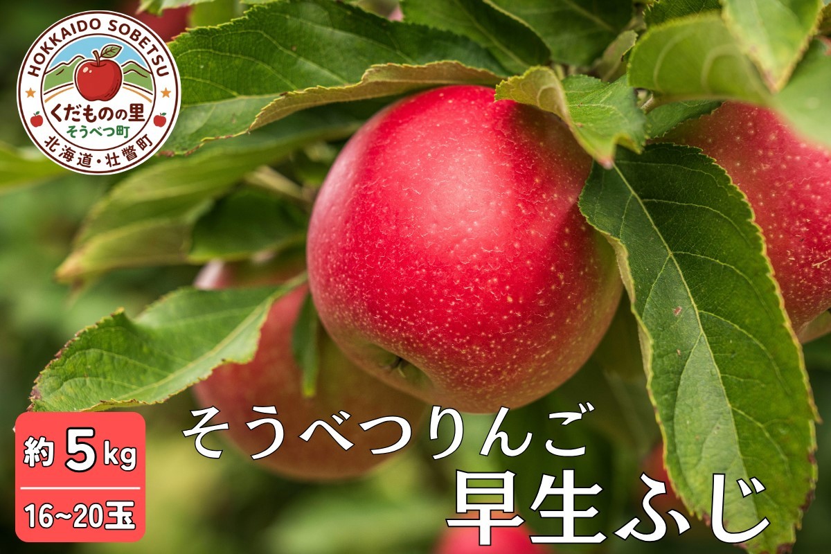 
                  【先行予約】 早生ふじ 約5kg <2026年10月中旬頃～発送予定>【 ふるさと納税 人気 おすすめ ランキング 北海道 壮瞥 りんご 蜜入り 5kg ふじ 早生ふじ 甘い 秀品 果物 おいしい 贈り物 贈物 贈答 ギフト 大容量 詰合せ セット 送料無料 】 SBTB012
                