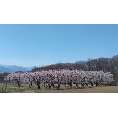 ふるさと納税 長野県 生あんず ハーコット(生食用 )約2kg 長野県産 産地直送 |  | 01