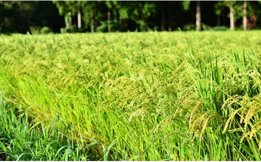 【お米マイスター】究極 喜重ーKIJYUー 5kg H056-111