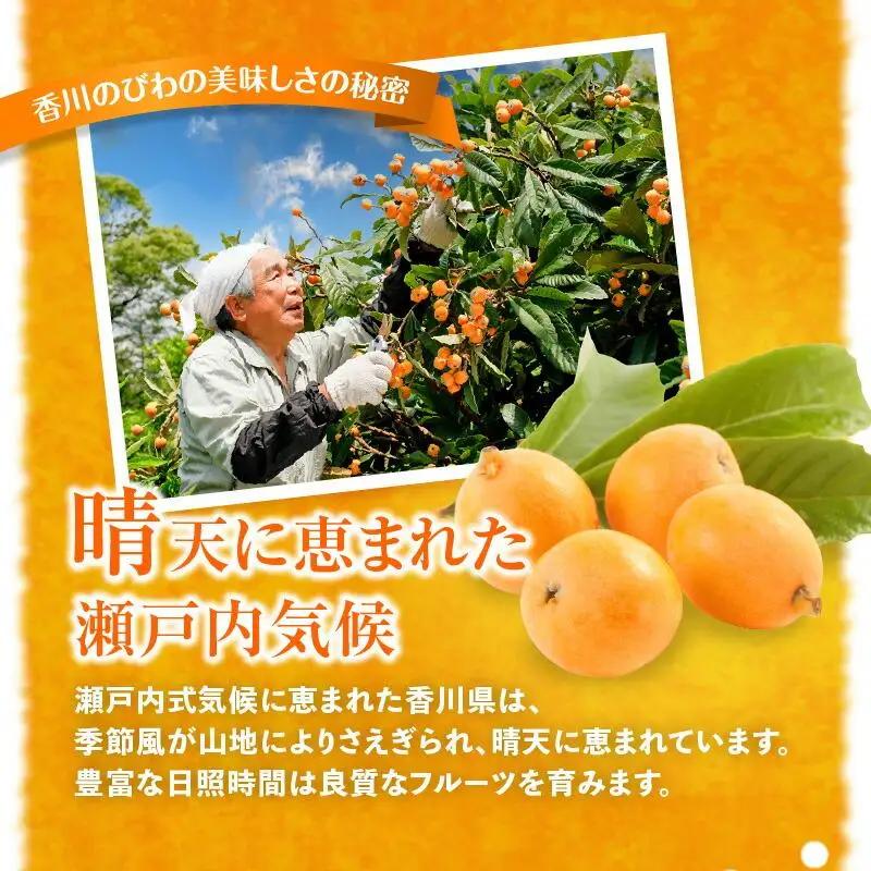 茂木びわ 約1kg (約250g×4パック)【2026-5月中旬～2026-6月中旬配送】| びわ