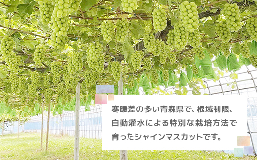 【訳あり】粒だけ!青森市産 シャインマスカット(約1kg)【配送不可地域:離島】