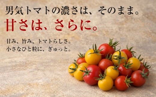 【先行予約】【限定30】男気トマトミニ 1箱 1kg 250kg×4袋 化粧箱入り | ミニトマト トマト プチトマト とまと 野菜 有機肥料 濃厚 完熟 低農薬栽培 無かん水栽培 凝縮 産地直送 農